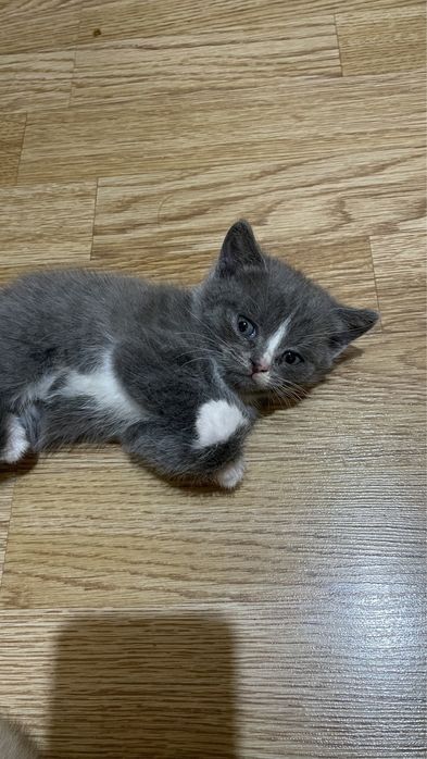 Британские котенок срочнооо