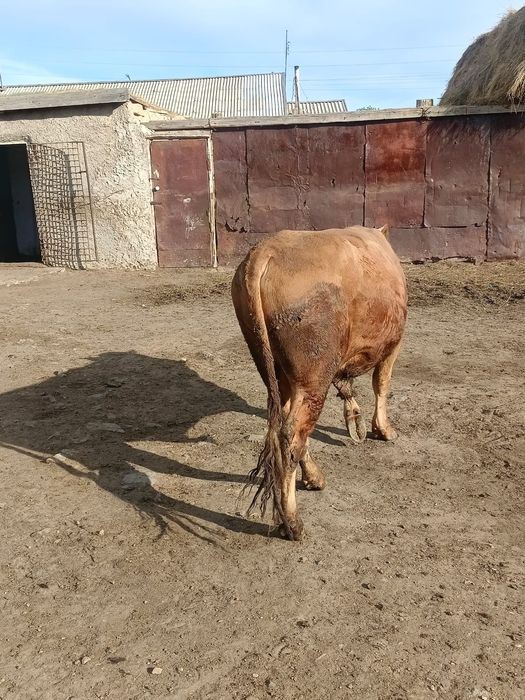 Продам бычка двух годовалый.