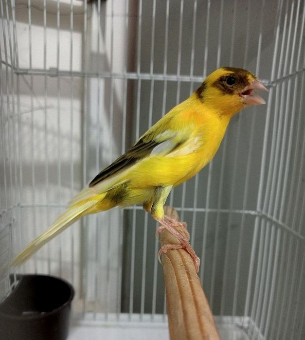 Kanareka limon avle nar sotiladi