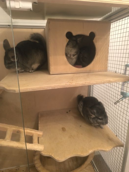 Продам  семью шиншил