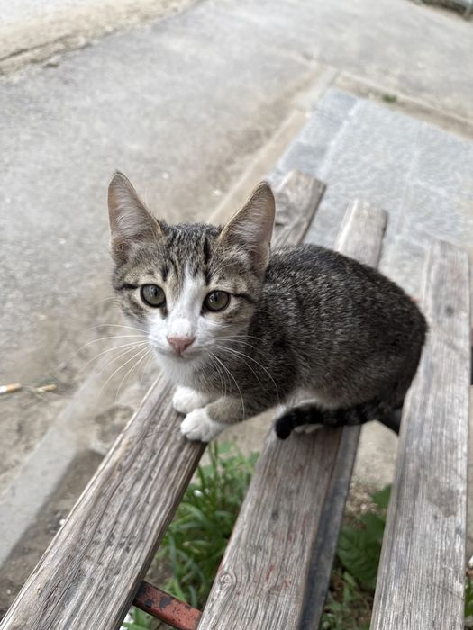 Котенка в добрые руки