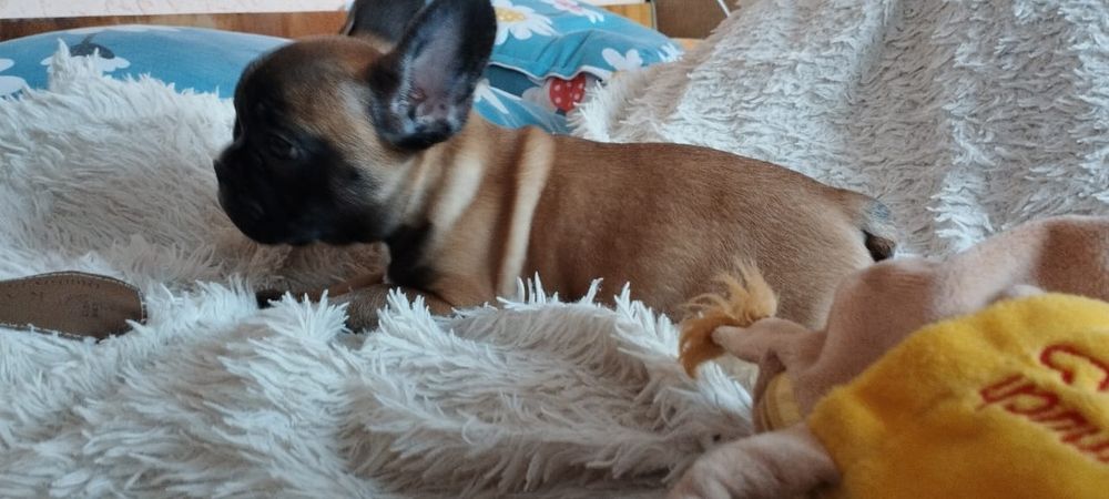 Продам щенка французского бульдога