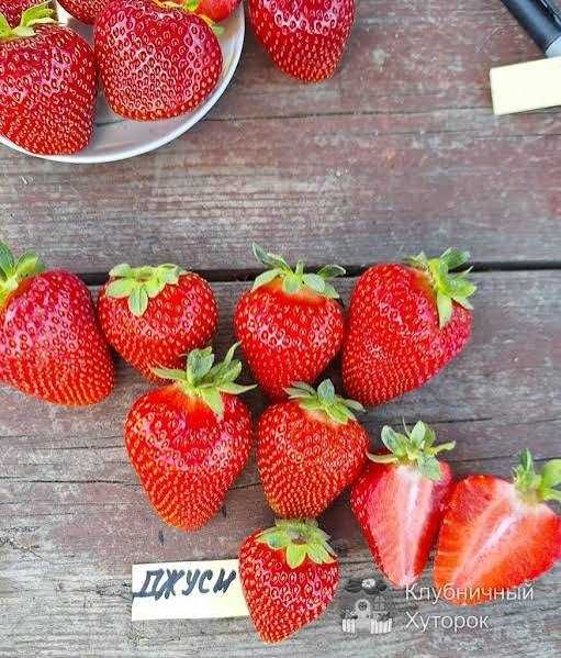 Рассада клубники