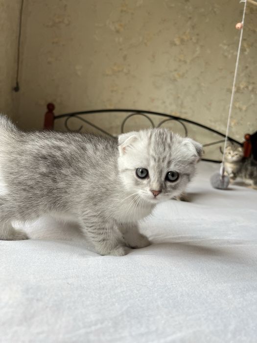 Британские шиншиллы
