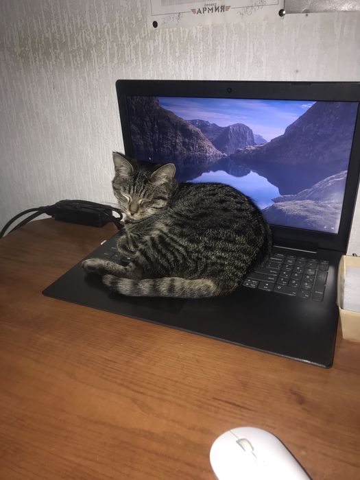 Ищу кота ему годик