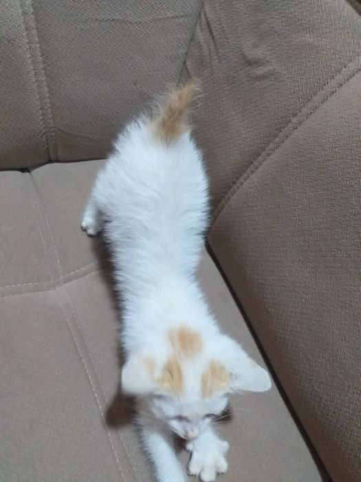 Котик Породистый