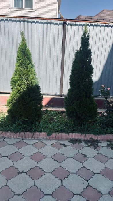 Продам туя Смарагд не дорого!
