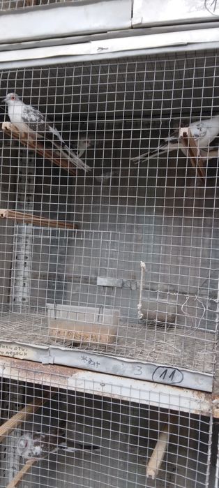 Диамантени гугутки