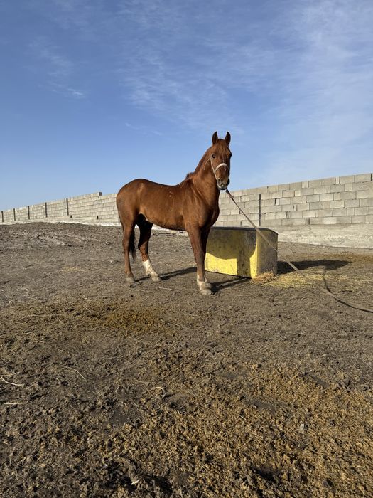 Қаршыға көкпар жылқы сатылады