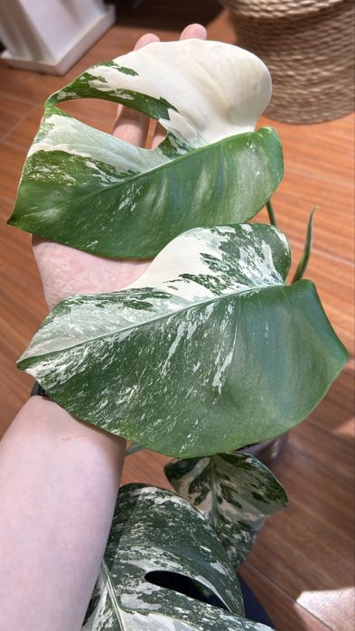 Монстера альба, шикарная вариегатность