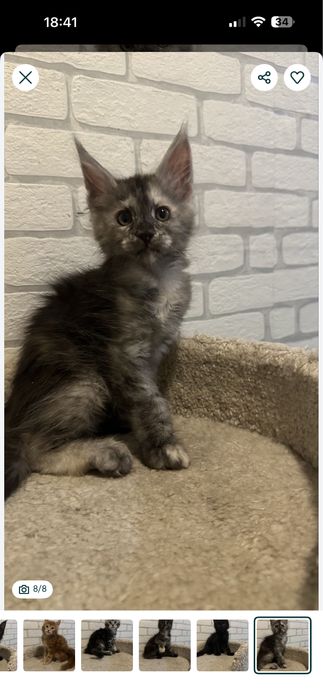 КОТЯТА_Продаются_