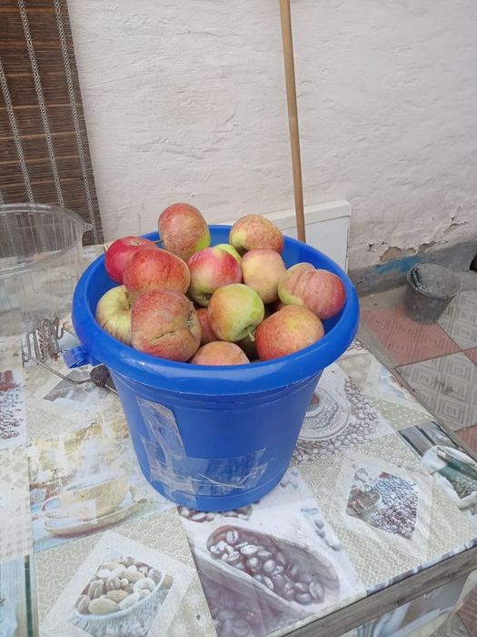 Продам яблоки домашние