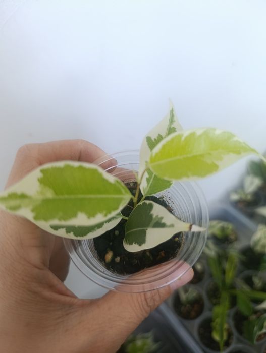 Продам сортовые фикусы