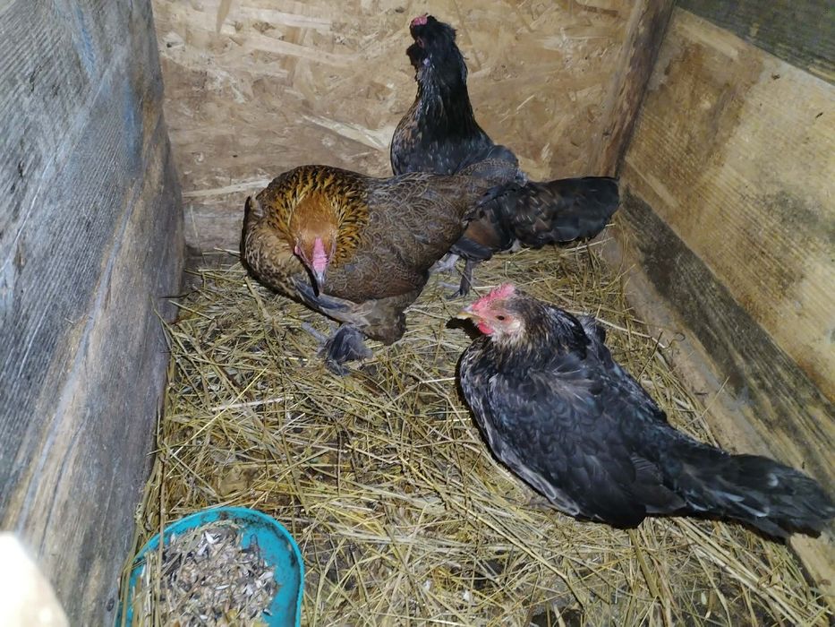 De vânzare Gaini pitice