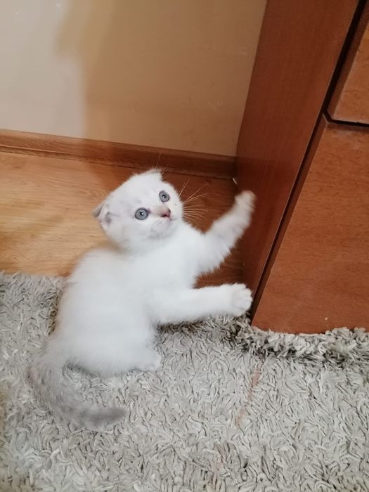 Котята скоттиш- фолд