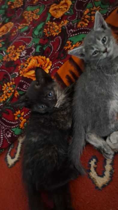 Бесплатно отдам котят
