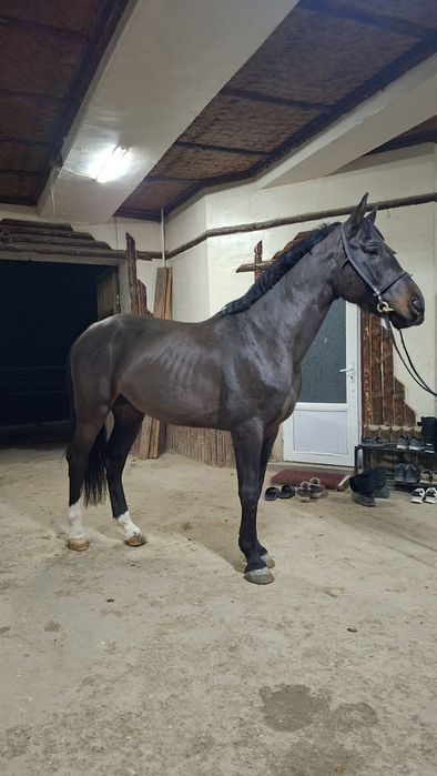 От зодли (Немец)