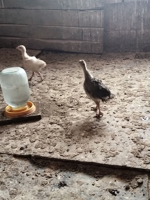 Индюк бронза 708