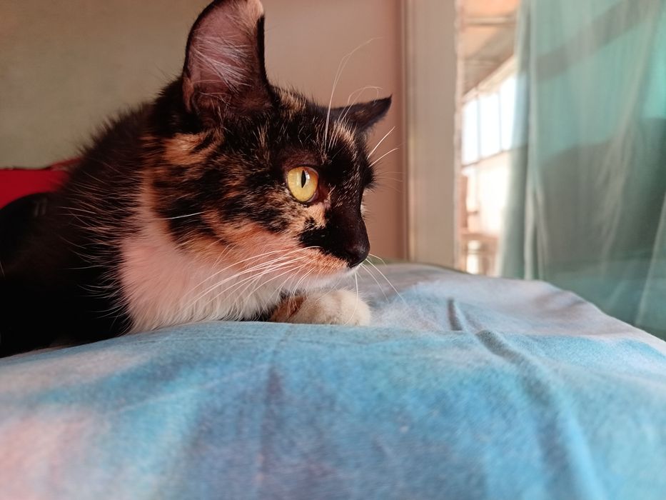 Отдам кошечку 4 месяца