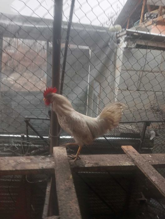 Петушки молодые несушки белой