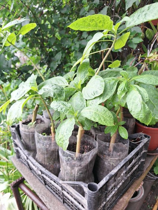 Бругмансия желтая