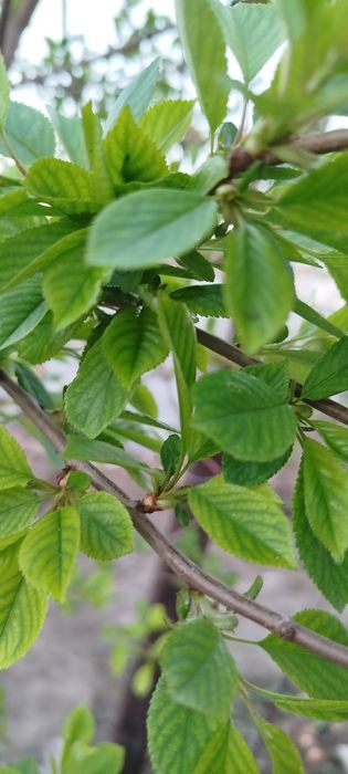 Биогумус сатылады