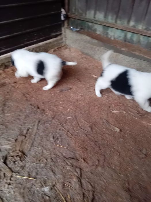 Catei ciobănesc de  Bucovina