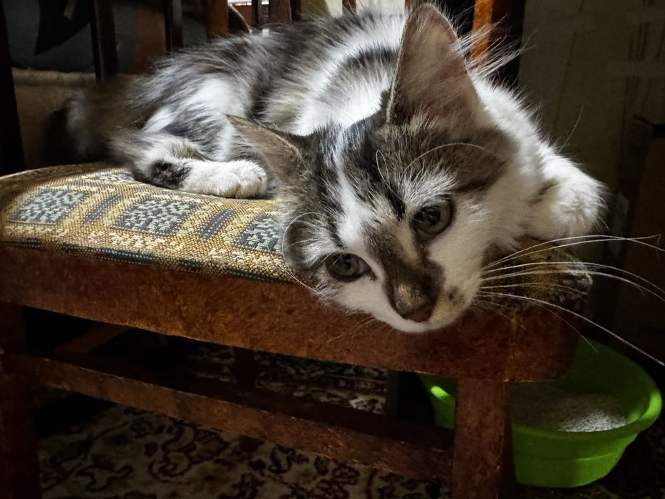 Котёнок (бесплатно)