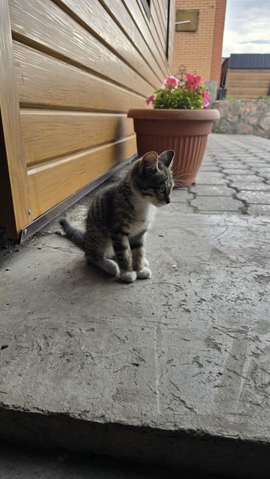 Отдам в хорошие руки