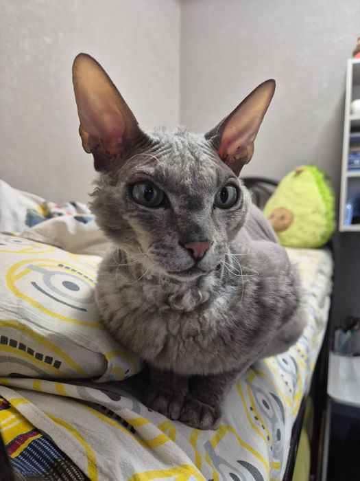 Отдам в добрые руки кошки