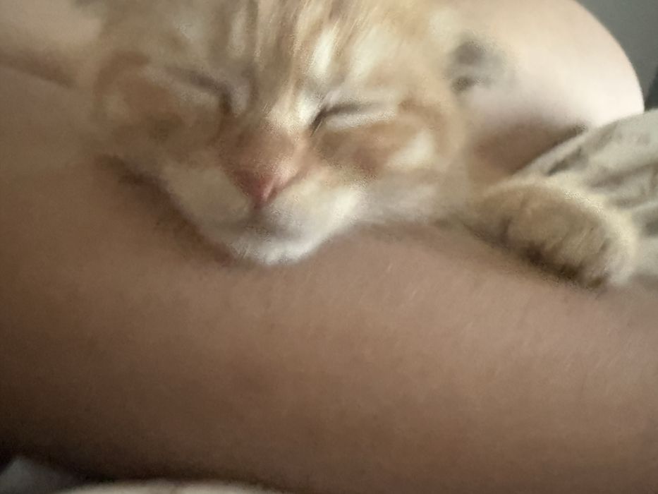 Отдам в хорошие руки кота