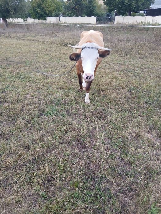 Vacă gestanta de vanzare