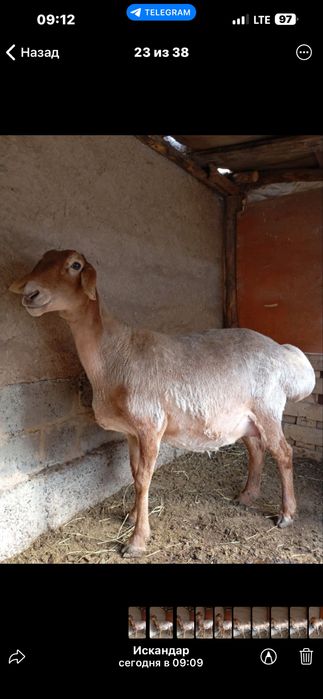 Солиқ тоза ҳусари қўй сотилади