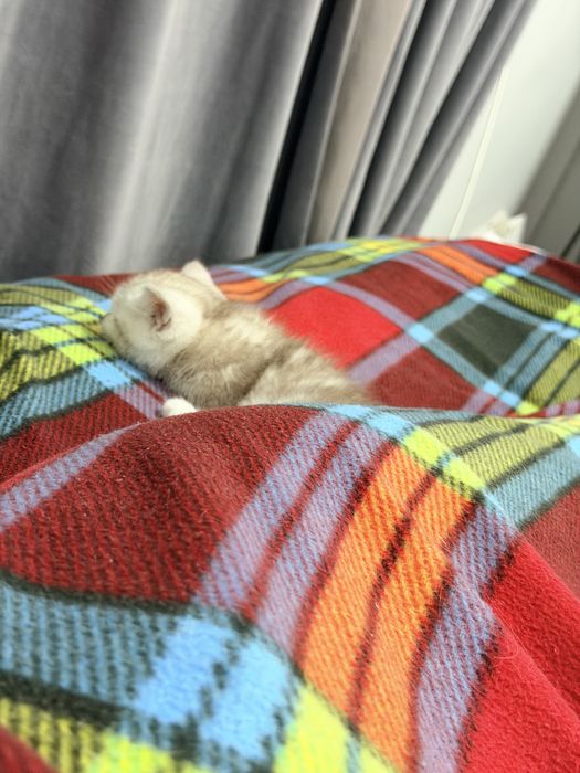 Шотландский котенок