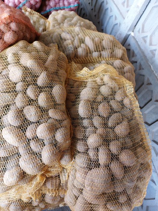 Cartofi albi de sămânță!