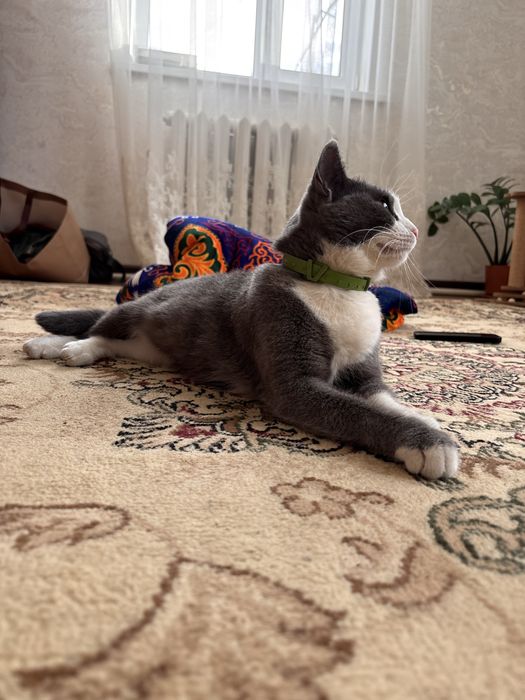 Отдам кошек крысоловки