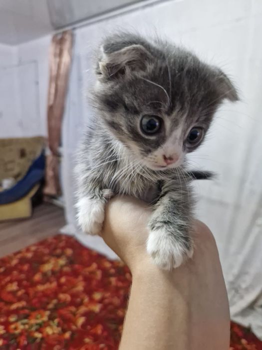 Отдам в добрые руки