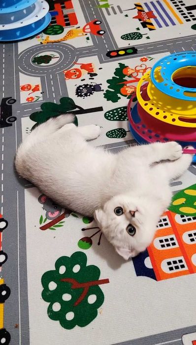 Baiat scottish fold cu pedigree