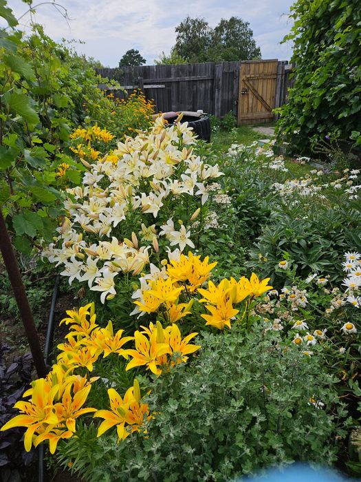 Продам дачу 17 маршрут 1общество