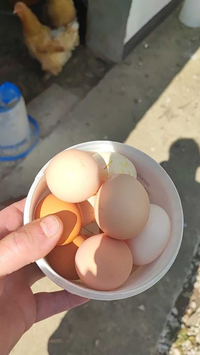 Продавам домашни яйца