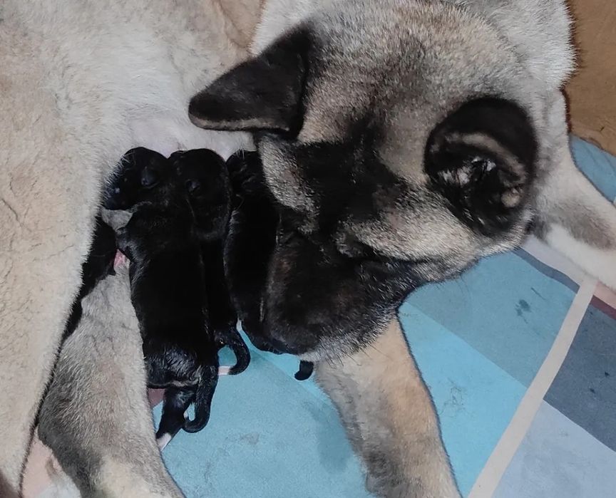 Щенки Американской акиты