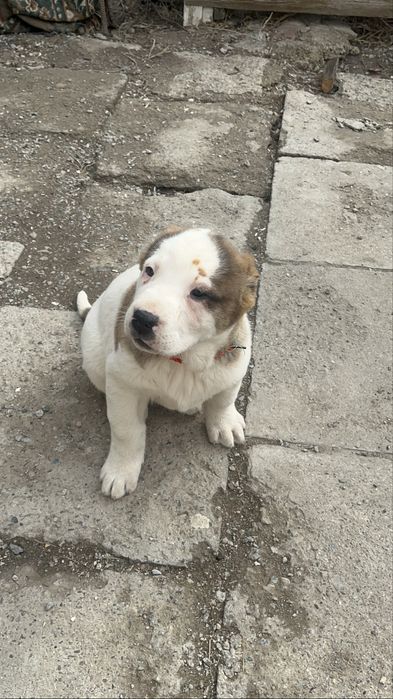 Алабай күшік сатылады