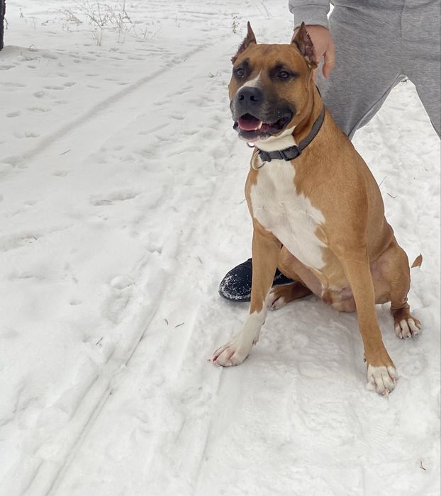 Стафорд для Вязки