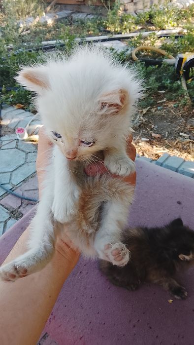 Отдам котят бесплатно