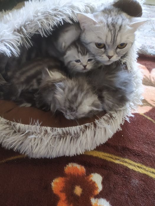 Лежанка для кошек