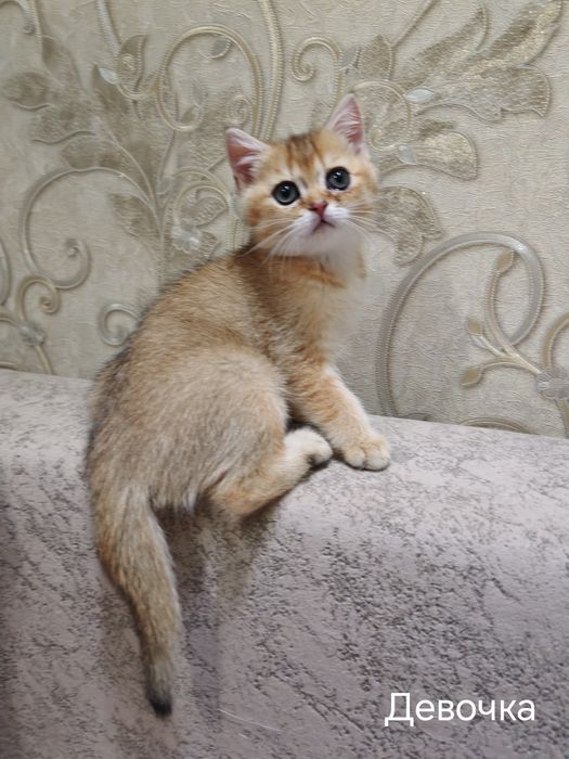 Британские котята