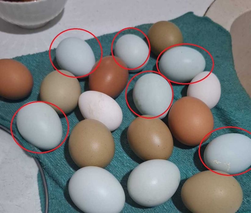 Vand oua pentru incubat de araucana