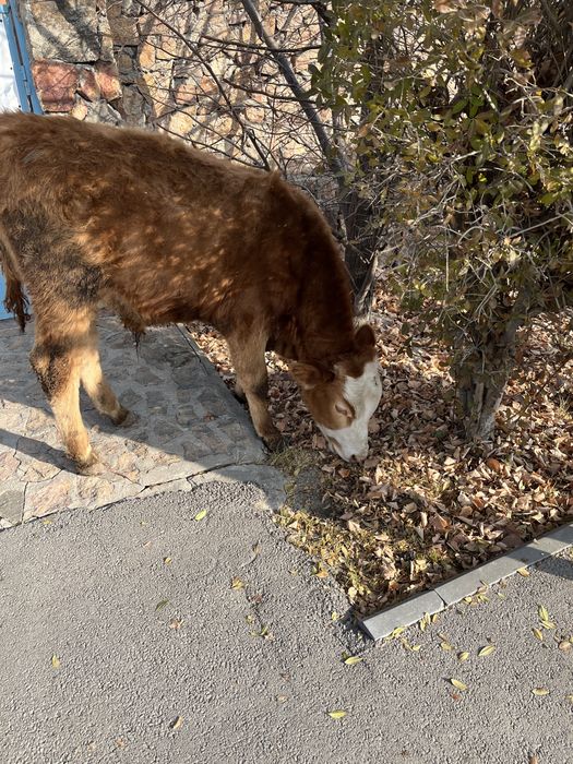 3 Бұзау сатылады