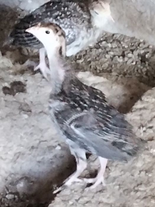 Индюк бронза 708