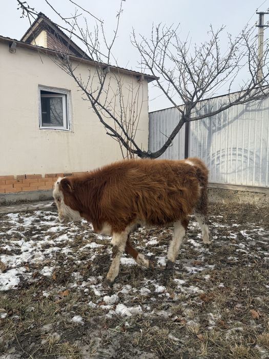 Еркек баспақ сатылады